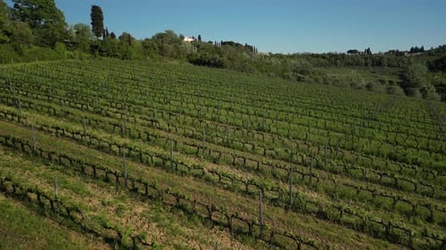 Luftaufnahme des grünen Weinbergs mit Weinreben am Hang unter blauem Himmel