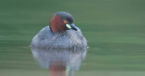 Male Little Grebe closeup swimming in breeding plumage, active on water fluffy bird dabchick