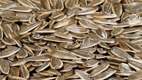 Dried Sunflower Seeds Falling on a Plate in Slow Motion Close Up. Top View. Background from Natural