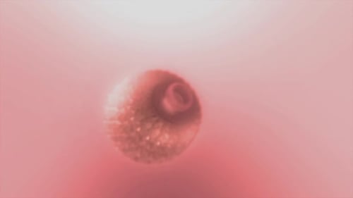 Pink Flower Shape Lights Animation Loop