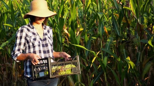 Female Farmer with Plastic Harvest Box Explores Corn Stems While Going at Field Adult Beautiful