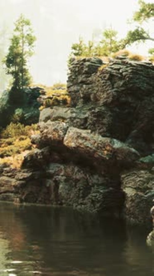 A Stream Running Through a Lush Green Forest