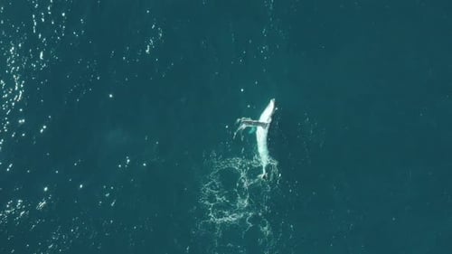 Cinematic Aerial vertical Slow-Mo footage of a humpback whale in calm blue ocean water, playing and