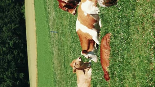 Cows Grazing in Lush Green Pasture