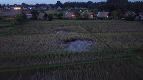 Row of thatched bungalows in hut style amid rural nature and rice fields, evening Drone shot