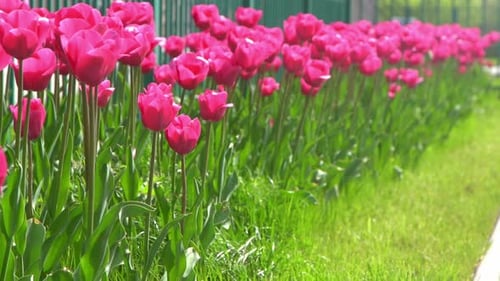 Pink Tulips Bloom in Spring Tulip Flower Nature Floral Background Botanical Garden Flowering Buds