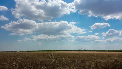 Wheat Field Under Cloudy Blue Sky