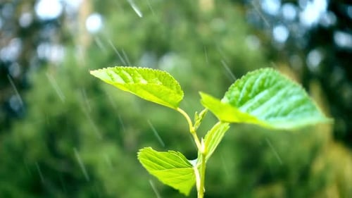Water Drop Falling