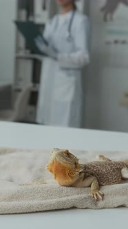 Bearded Dragon on Examination Table at Veterinary Clinic