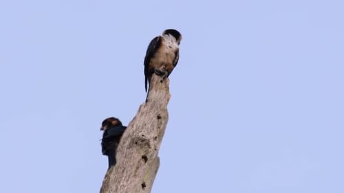 Birds Perched High on Tree in Nature