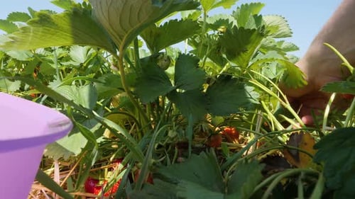 Close-up of a person picking fresh and ripe fruit on a strawberry field. The strawberries are red an