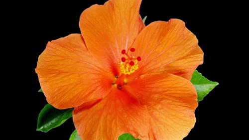Orange Hibiscus Open Big Flower in Time Lapse. Blooming Neon Red Plant on a Black Background. Bloom