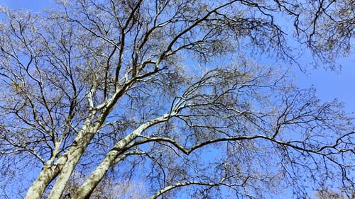 Bare tree branches reaching for the blue sky