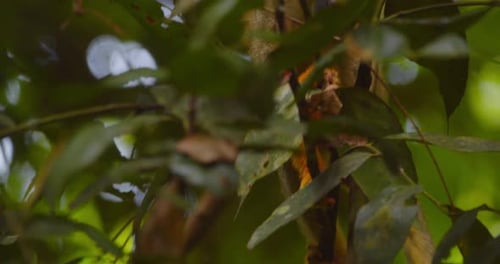 Monkey Eating in Tropical Forest