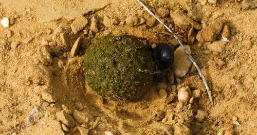 Closeup video of a dung beetle with a dung ball
