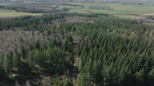 Aerial view of lush forest in Saulton Wood, Scotland.
