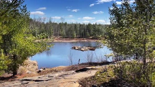Scenic view of river surrounded by forest against sky