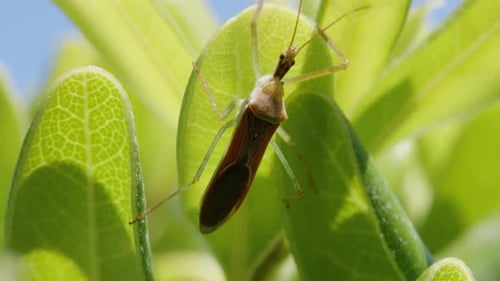 The Zelus renardii bug on green leaves, against a backdrop of blue sky. Macro shot.