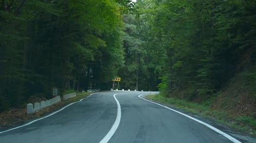 Asphalt Road Winding Through Green Forest