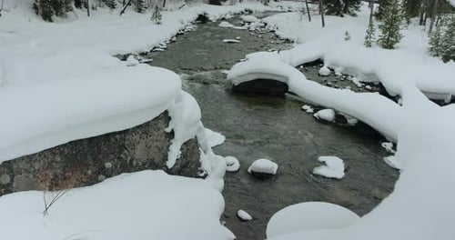 Slow tilt up on tranquil stream flowing in snow covered pine forest