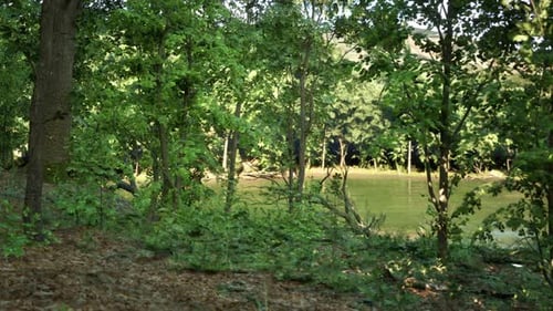A Wooded Area with Trees and a River in the Background