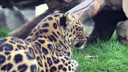 Schöner Amur Leopard Panthera Pardus Orientalis in Wildtieren