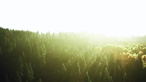 Mountain Sunset Sunlight Streaming Through Trees in a Lush Forest