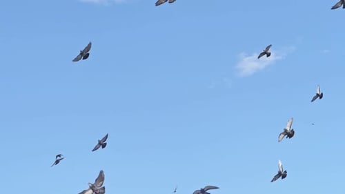 Zeitlupe eines Vogel- und Taubenschwarms, der von unten gegen den blauen Himmel fliegt, Nahaufnahme