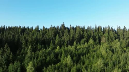 Dense green forest under a clear blue sky captured from an aerial view