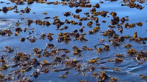 Seaweed Floating in Glistening Blue Ocean Water