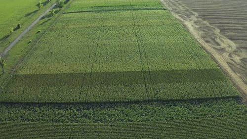 Aerial view of green corn field in straight rows across wide farmland landscape