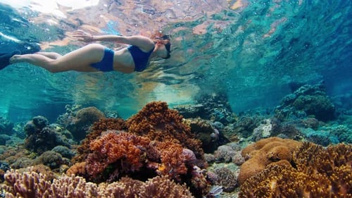 Woman in Blue Swimsuit Snorkeling in the Shallow Area of Tropical Sea and Slowly Swims Over the
