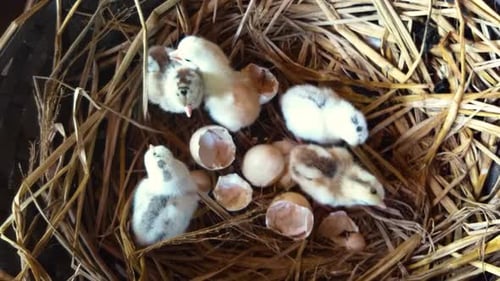 Fluffy Chicks in Straw Nest with Broken Eggs