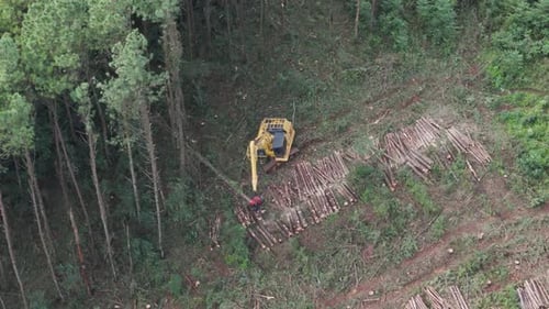 Luftbild einer Baumerntemaschine, die Bäume in Zeitlupe schneidet und stapelt