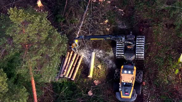 Heavy timber harvester processing trees for logging in a forest ...