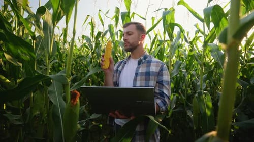 Agronomist Examining Corn Cob Using Laptop in Field