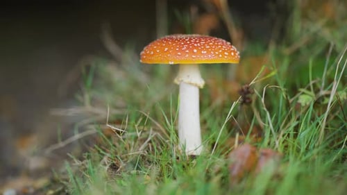 A close-up shot of a red-speckled mushroom. Slow-motion, pan follow.