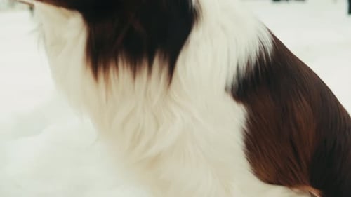 Closeup of Border Collie Among the Snow in the Park Dog Pet Sitting on the Snow Portrait of a The