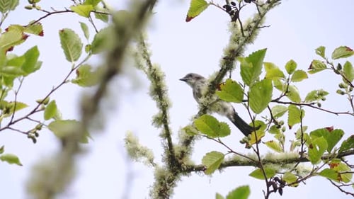 A small bird sits in a tree with leaves and water falling from the branches. Shot in 60p slow motion