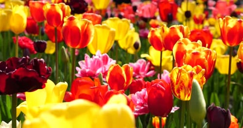 A meadow of colorful tulips blooms in a spring park, close-up.