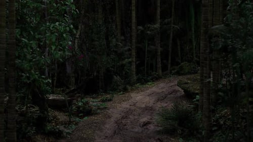Tranquil Woodland Trail Weaving Along Mistcovered River with Vibrant Greenery