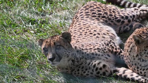Guepardo recostando los movimientos de los ojos después