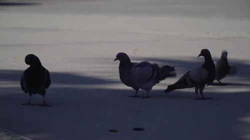 Pigeons flying away in close up.