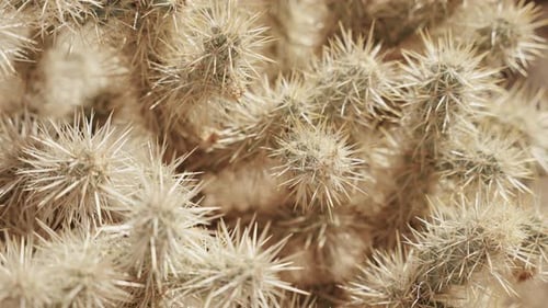 Eine Nahaufnahme von Cholla-Kaktus im Joshua Tree National Park