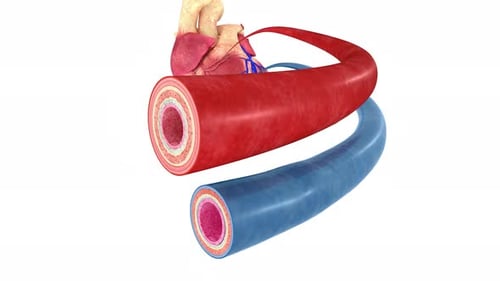 3D Animation of Human Heart and Blood Vessel Anatomy