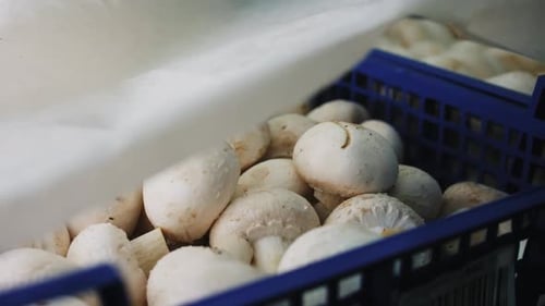 Champignons frais dans un contenant bleu chez Modern Plant Closeup