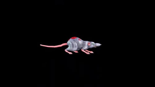 Zombie Rat Idle 2 anzeigen