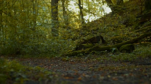 A view of a section of a dense green forest, showing trees and fallen logs covered with moss