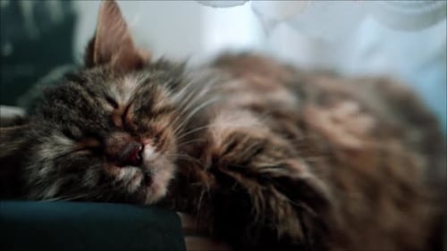 Fluffy Cat Sleeping Peacefully Indoors Close Up