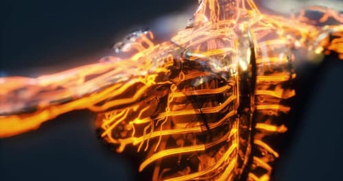 Detailed Representation of Blood Vessels Veins and Arteries in Human Anatomy